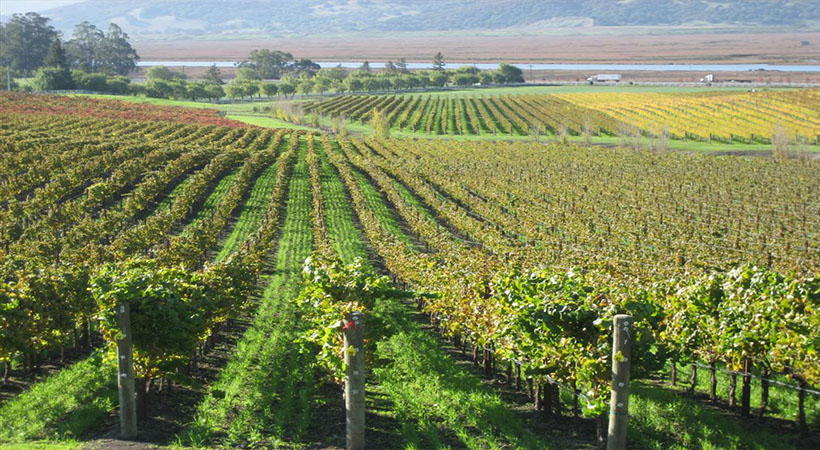 Dobrogea (Murfatlar)